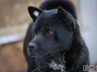 Более 2300 безнадзорных собак отловили в Якутии в 2025 году