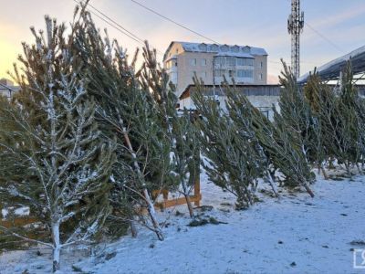 В Якутске стартовала продажа живых елей и сосен