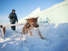 Новые щенки начнут службу в УФСИН Якутии