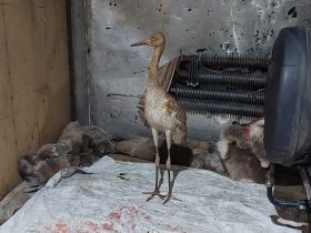 Найденного в тундре птенца стерха примет зоопарк «Орто Дойду» в Якутске