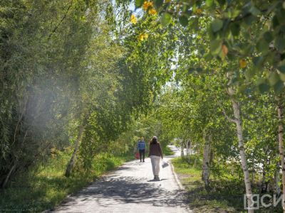 Оборудование для посадки крупномерных деревьев получит Якутск