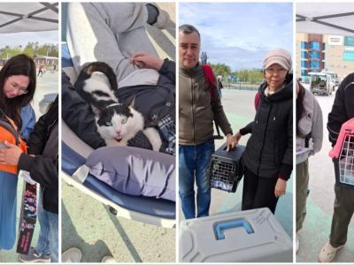 В Якутске на ярмарке «Счастье в каждый дом» пристроили 13 бездомных кошек
