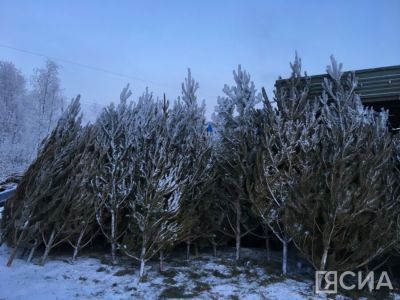 Россиянам рассказали, как правильно утилизировать елку