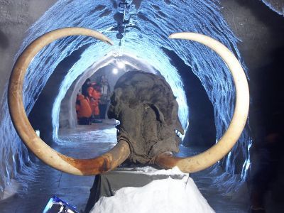 В Якутии создана рабочая группа по защите, переработке и реализации мамонтовой фауны