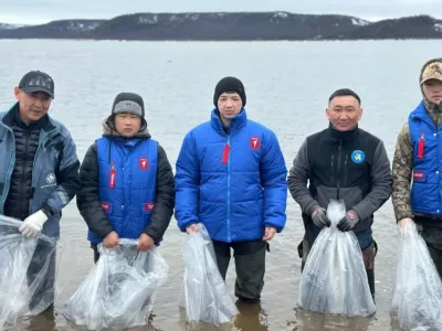 В реку Анабар в 2025 году выпущено 200 тысяч личинок чира