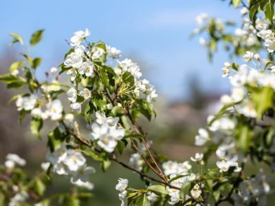 «Ранетки лежали под снегом»: история первого в Якутии яблоневого сада