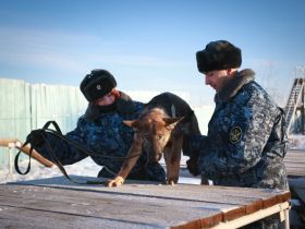 Новые щенки начнут службу в УФСИН Якутии