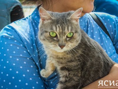 Мероприятие по пристройству бездомных кошек состоится в Квартале труда Якутска