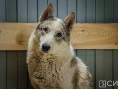 Григорьев допустил введение ЧС в Якутске из-за безнадзорных собак