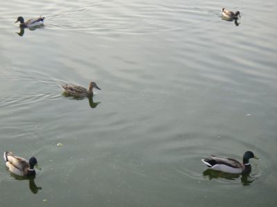 Стали известны сроки весенней охоты на водоплавающую и боровую дичь в Якутии