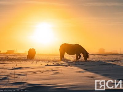 Год Огненной Лошади: чего ожидать от символа 2026 года