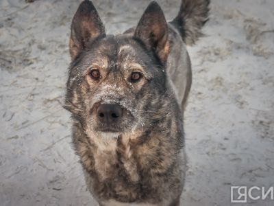 Россиян предупредили о штрафах за выгул собаки без намордника