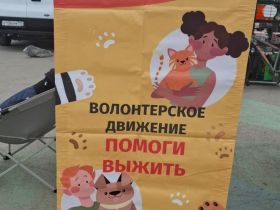 В Якутске на ярмарке «Счастье в каждый дом» пристроили 13 бездомных кошек