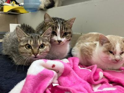 В Якутии стартап пристроил более 60 кошек и запустил систему подписок