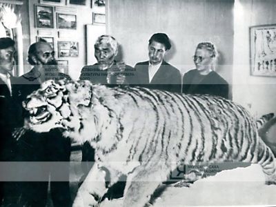 Рубрика «Кадр»: Самый знаменитый тигр в Якутии