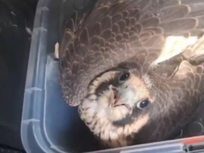 Слетка сокола со сломанной ногой спасли в Якутске