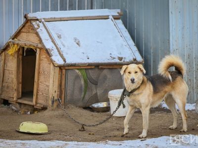 Более четырех тысяч бродячих собак отловлено в Якутии в 2025 году