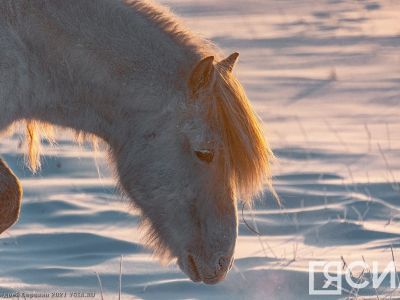 Айсен Николаев поздравил коневодов-табунщиков с профессиональным праздником