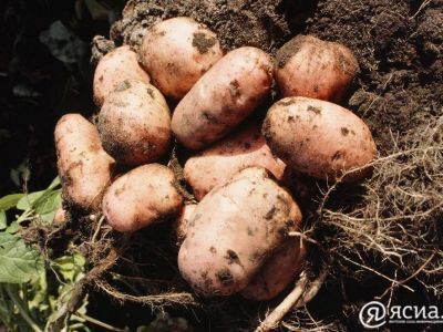 1183-граммовая картофелина победила в конкурсе урожая в Олекминском районе
