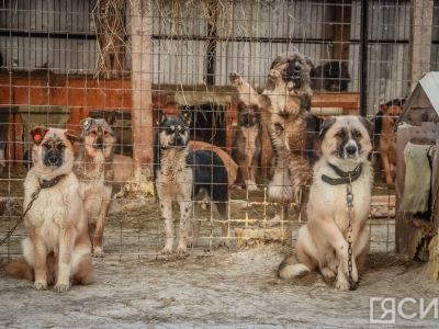 В Якутии с начала года отловили 691 безнадзорную собаку