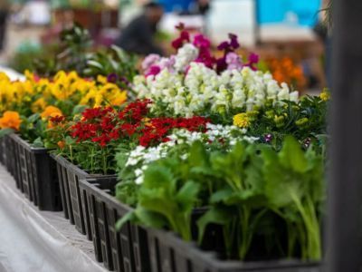 В Якутске провели специализированную ярмарку «Дача. Огород. Усадьба»