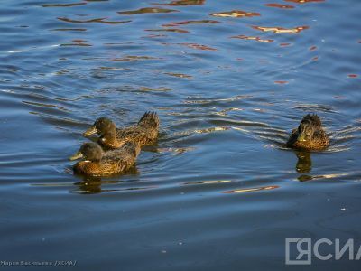В Якутии скорректировали сроки летне-осенней охоты на пернатую дичь