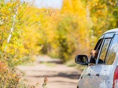 Как правильно перевозить собак в машине, рассказали Российской кинологической федерации