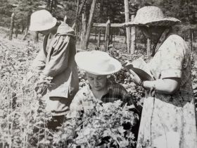 «Ранетки лежали под снегом»: история первого в Якутии яблоневого сада