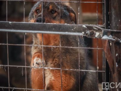 В Якутске отловили более 1400 безнадзорных собак с начала года