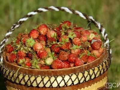 Сезон сбора земляники и голубики начнется с 10 июля в Якутии