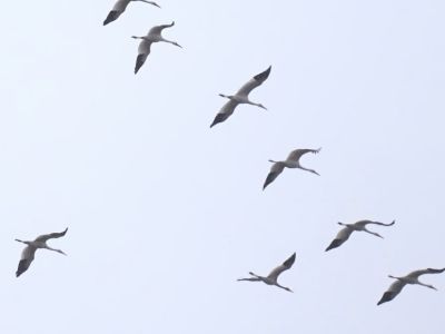 Территорию пролета стерхов в Якутии могут включить в список ЮНЕСКО