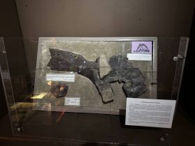 «Кабинет редкостей» открылся в музее имени Ярославского в Якутске