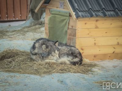 Около 300 бродячих собак отловили в Якутске с начала года