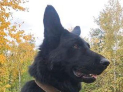 В Якутии уходит на пенсию легендарный следопыт Арес