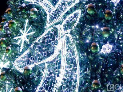 Специалисты дали рекомендации по выбору и транспортировке новогодней ёлки