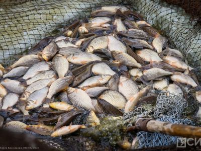 ВТБ в 1,5 раза нарастил поддержку рыбной отрасли Дальнего Востока