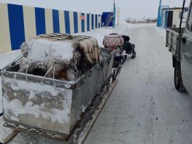 Найденного в тундре птенца стерха примет зоопарк «Орто Дойду» в Якутске