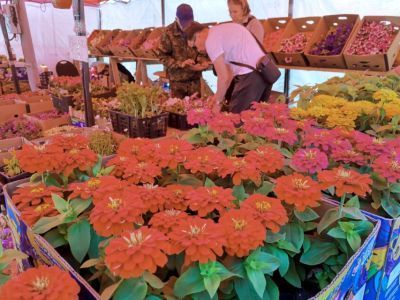 Обзор цен на рассаду, цветы, саженцы в Якутске