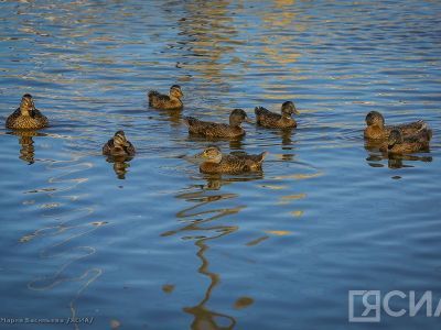 На этой неделе в Якутии открывается весенняя охота на уток