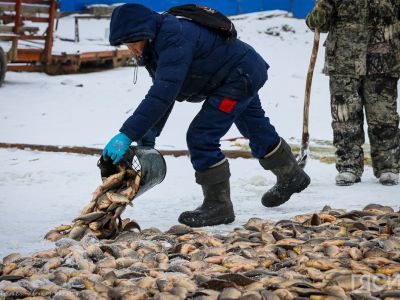 Фото: сезон традиционной подледной рыбалки мунхи в Якутии