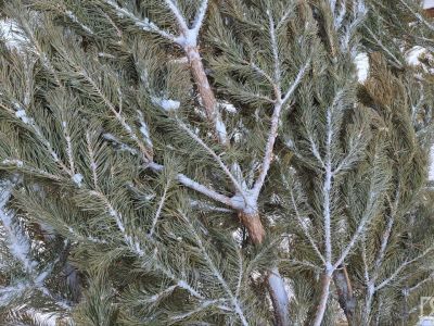 В Якутске стартует продажа живых новогодних елок и сосен