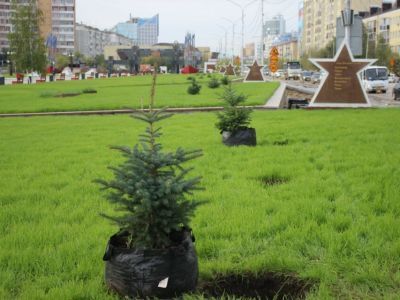 В Якутске на площади Победы высадили 33 ели