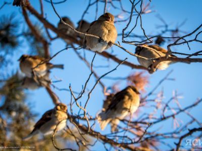 За кормление птиц рядом с жилыми домами грозит штраф