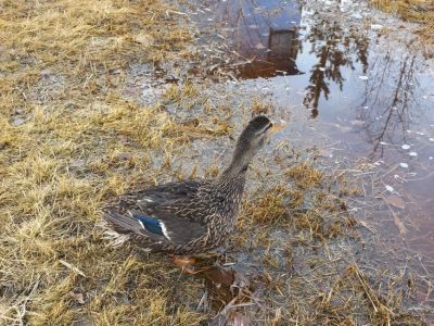 В Якутии 21 августа стартует сезон охоты на водоплавающую и боровую дичь
