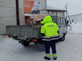 Найденного в тундре птенца стерха примет зоопарк «Орто Дойду» в Якутске